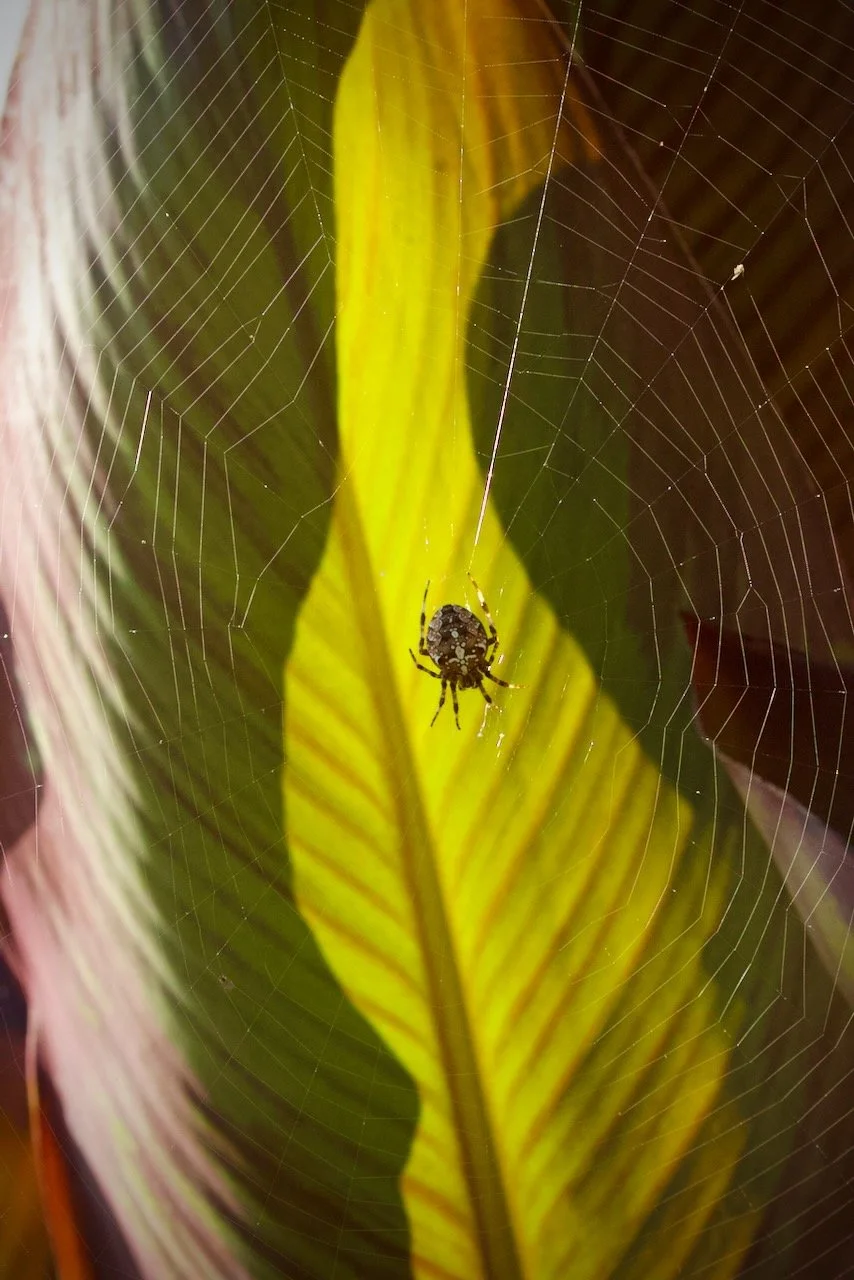 Working on the Web Site