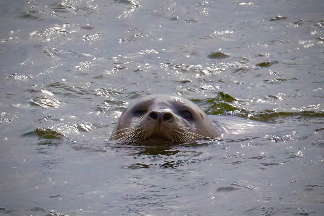 Harbour Seal