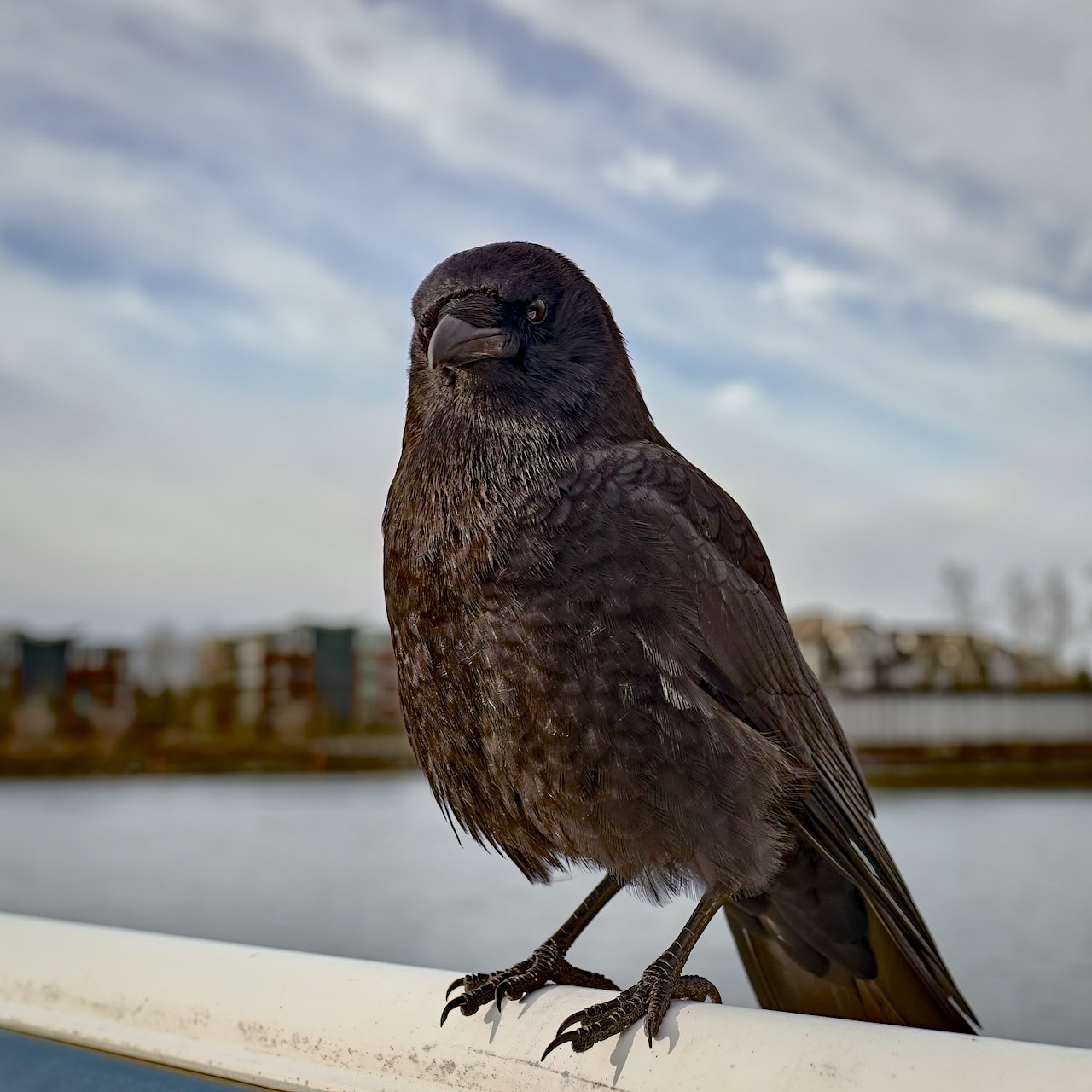 American Crow