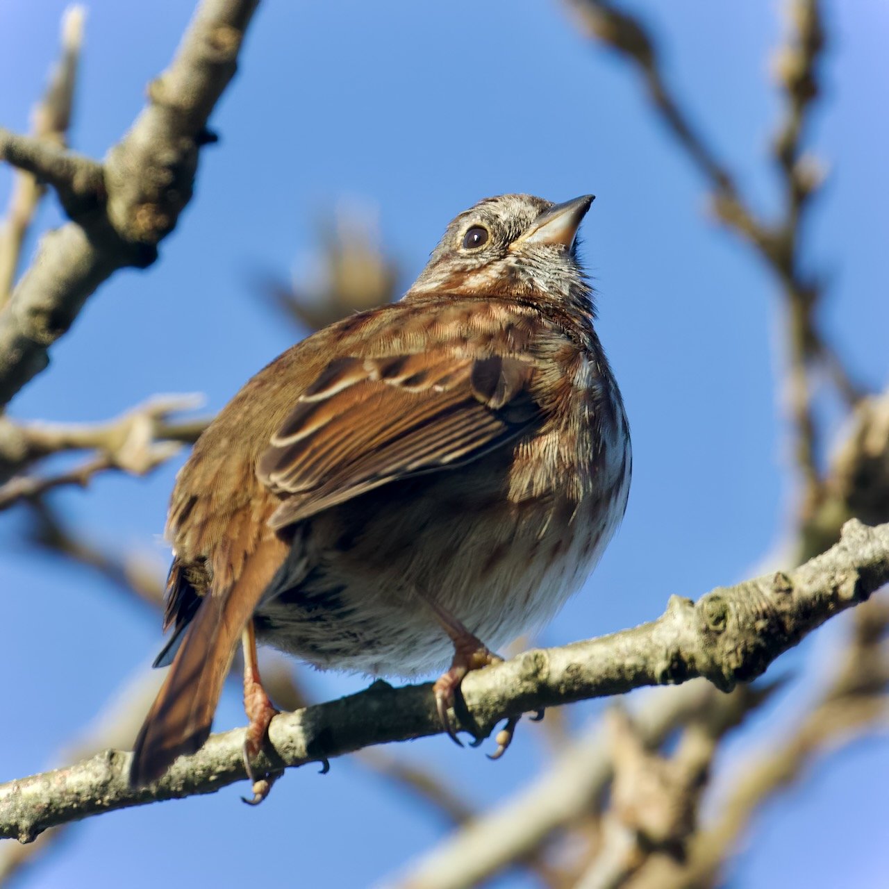 Song Sparrow