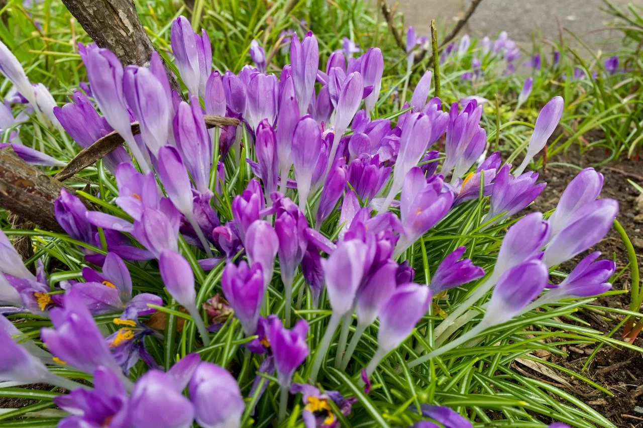 Crocus tommasinianus | Early crocus