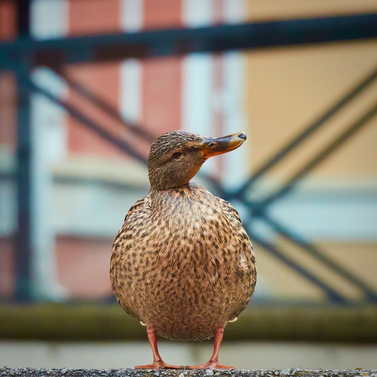 Mallard Duck