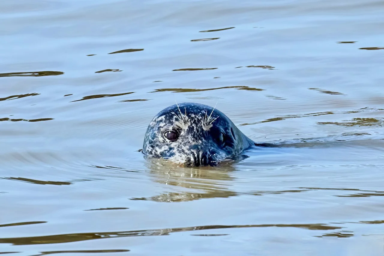 Harbour Seal