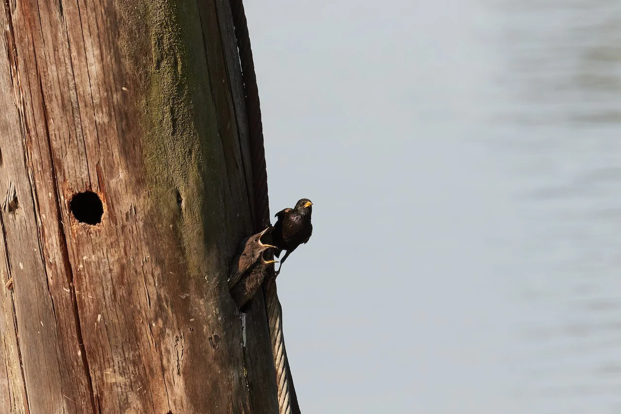 307A1816 2-SharpenAI-Standard.jpeg