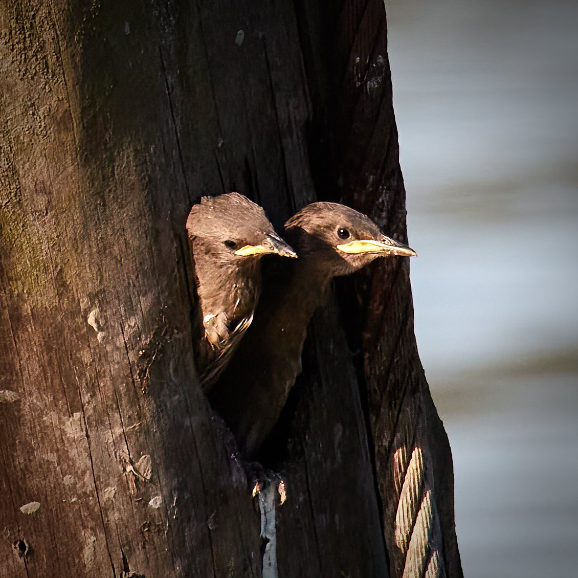 307A1576 2-SharpenAI-Standard.jpeg