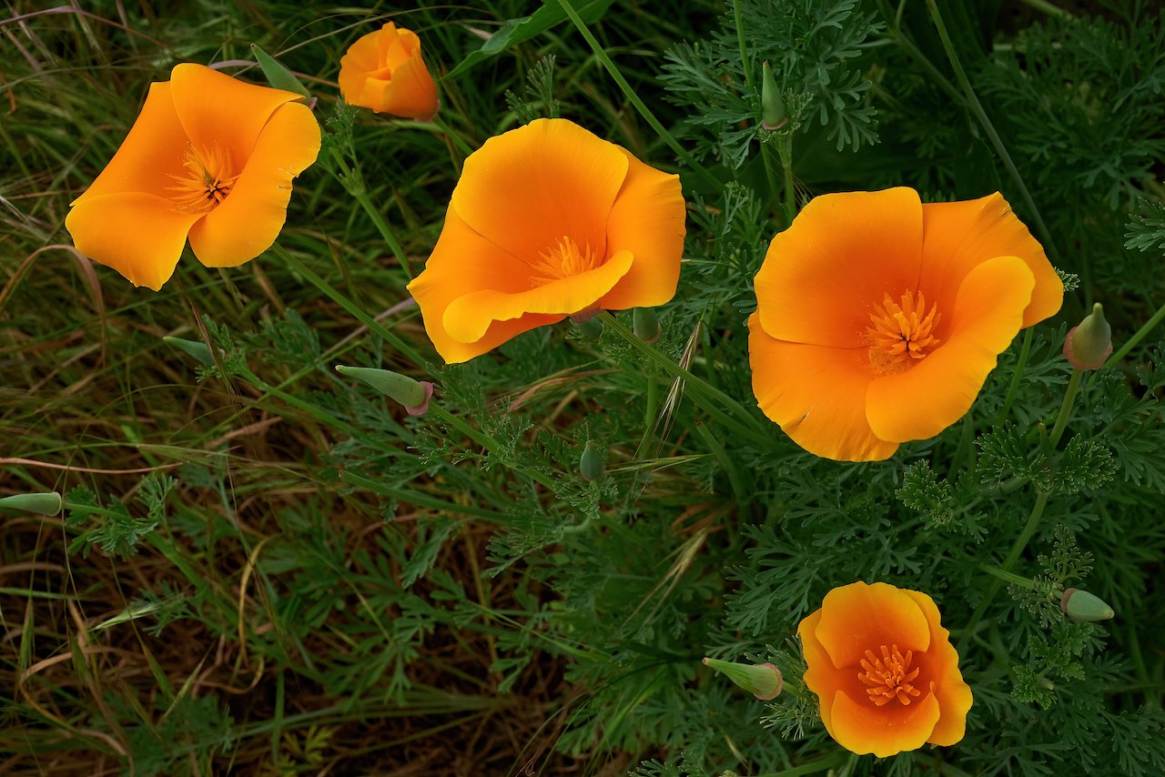 California Poppies.jpeg