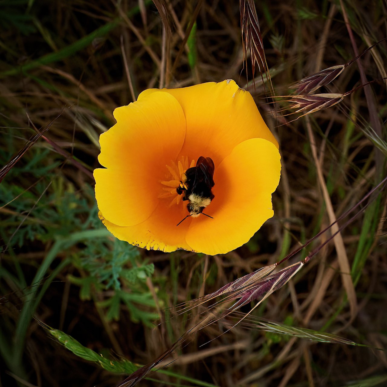 California Poppy and Honey Bee.jpeg