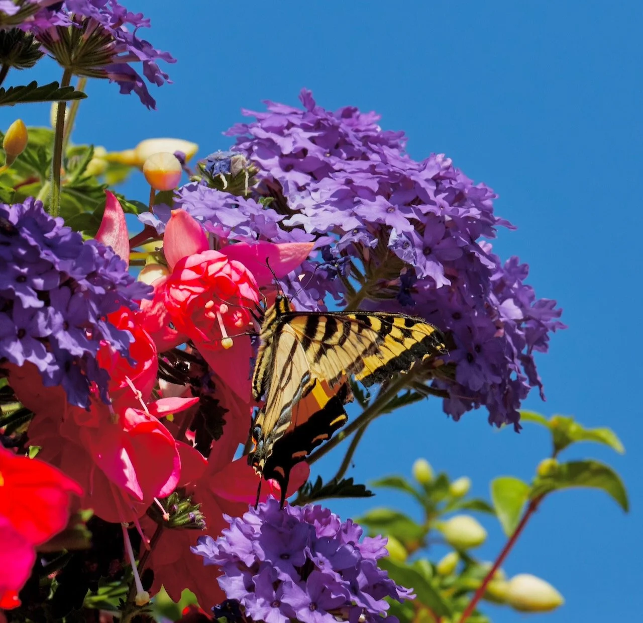 Canadian Tiger Swallowtail Butterfly