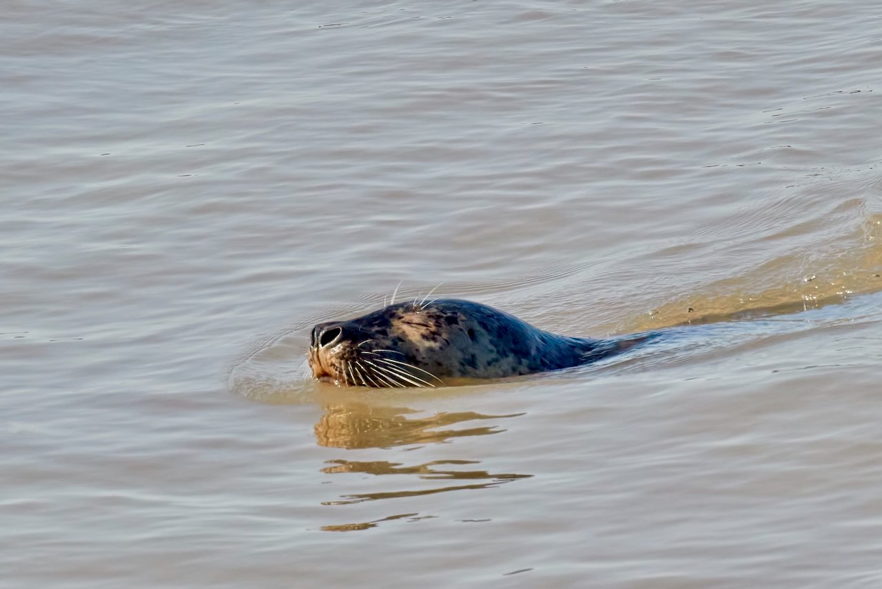Harbour Seal