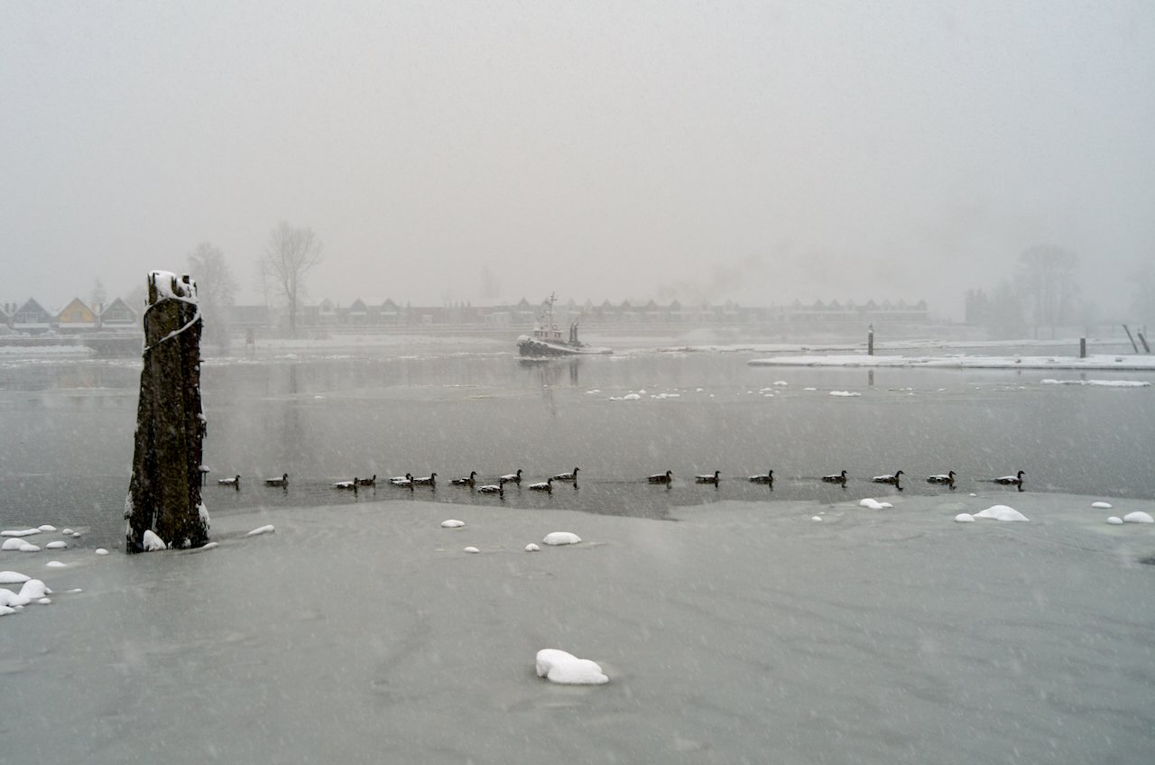 Fraser River Snow