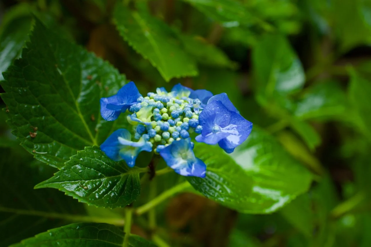 Hydrangea macrophylla