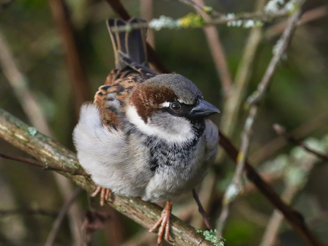 House Sparrow.jpeg