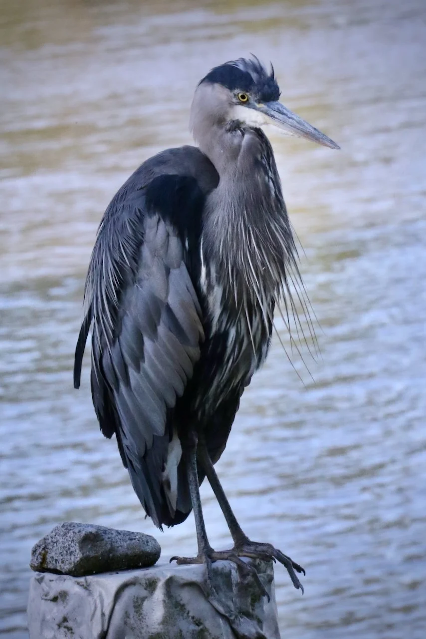 Great Blue Heron