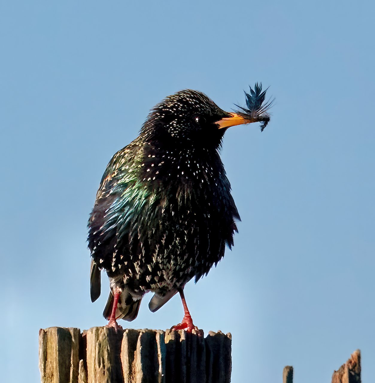 European Starling