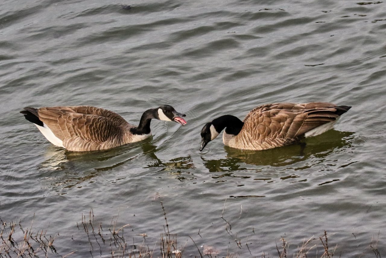 Canada Geese Pair