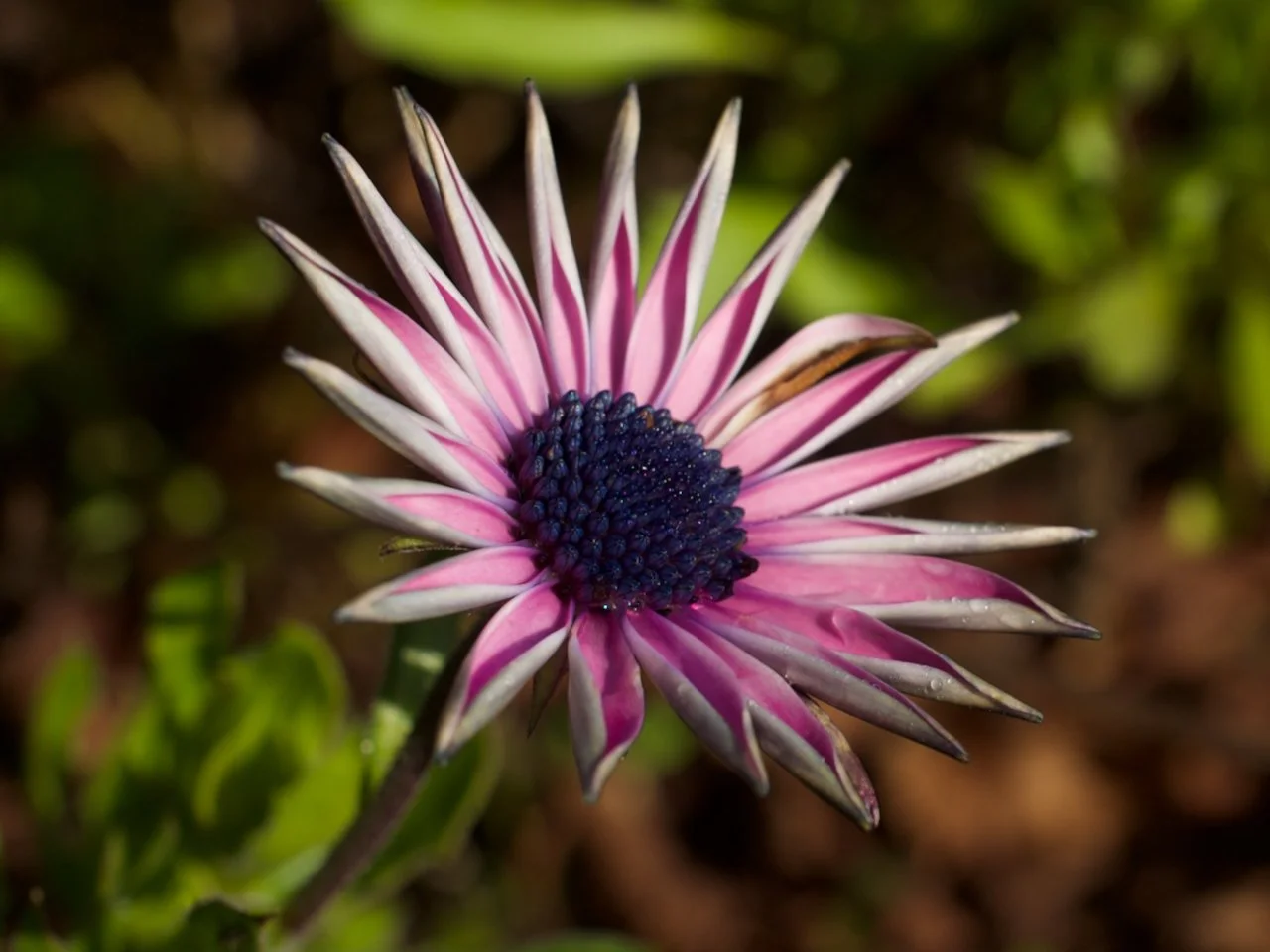 White trailing daisy - Dimorphotheca fruticosa - family Asteraceae.jpeg