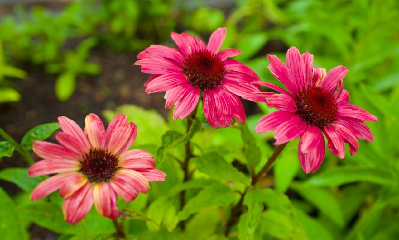 Asters