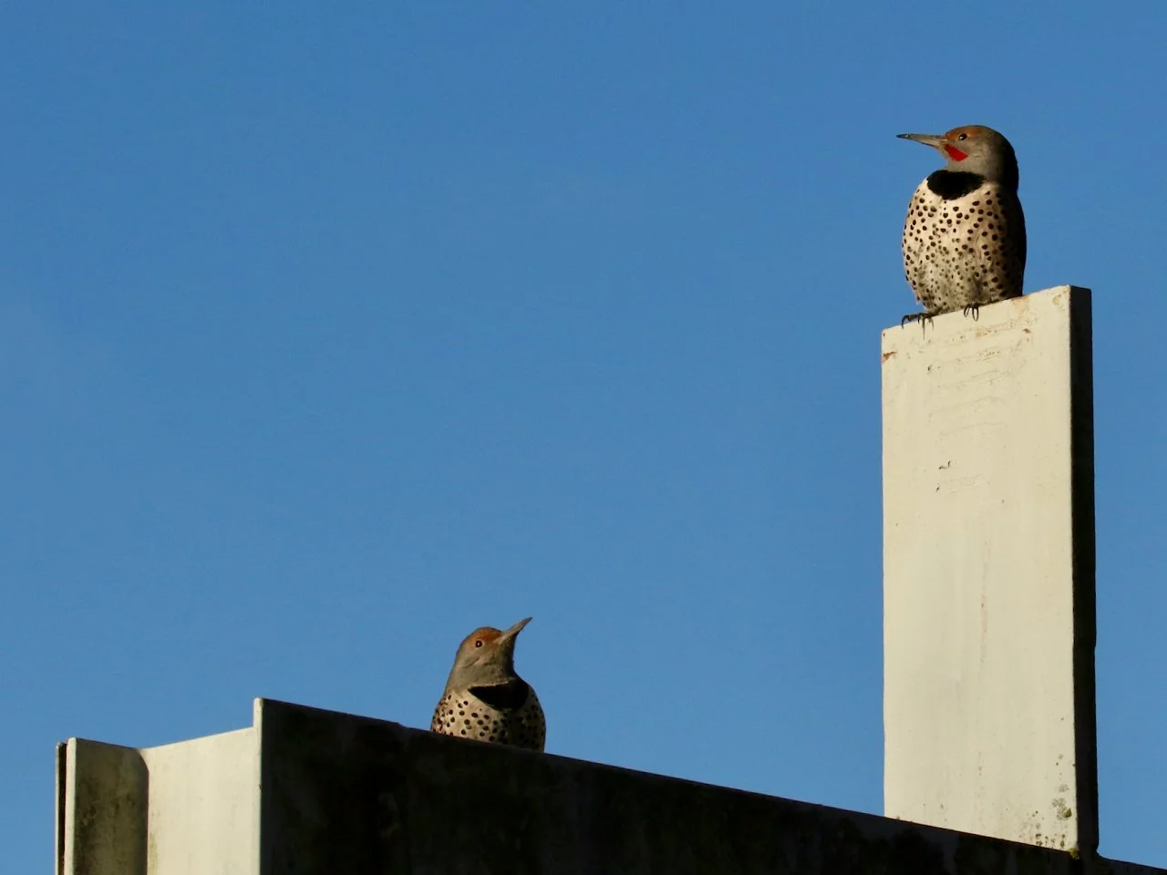 Northern Flickers.jpeg