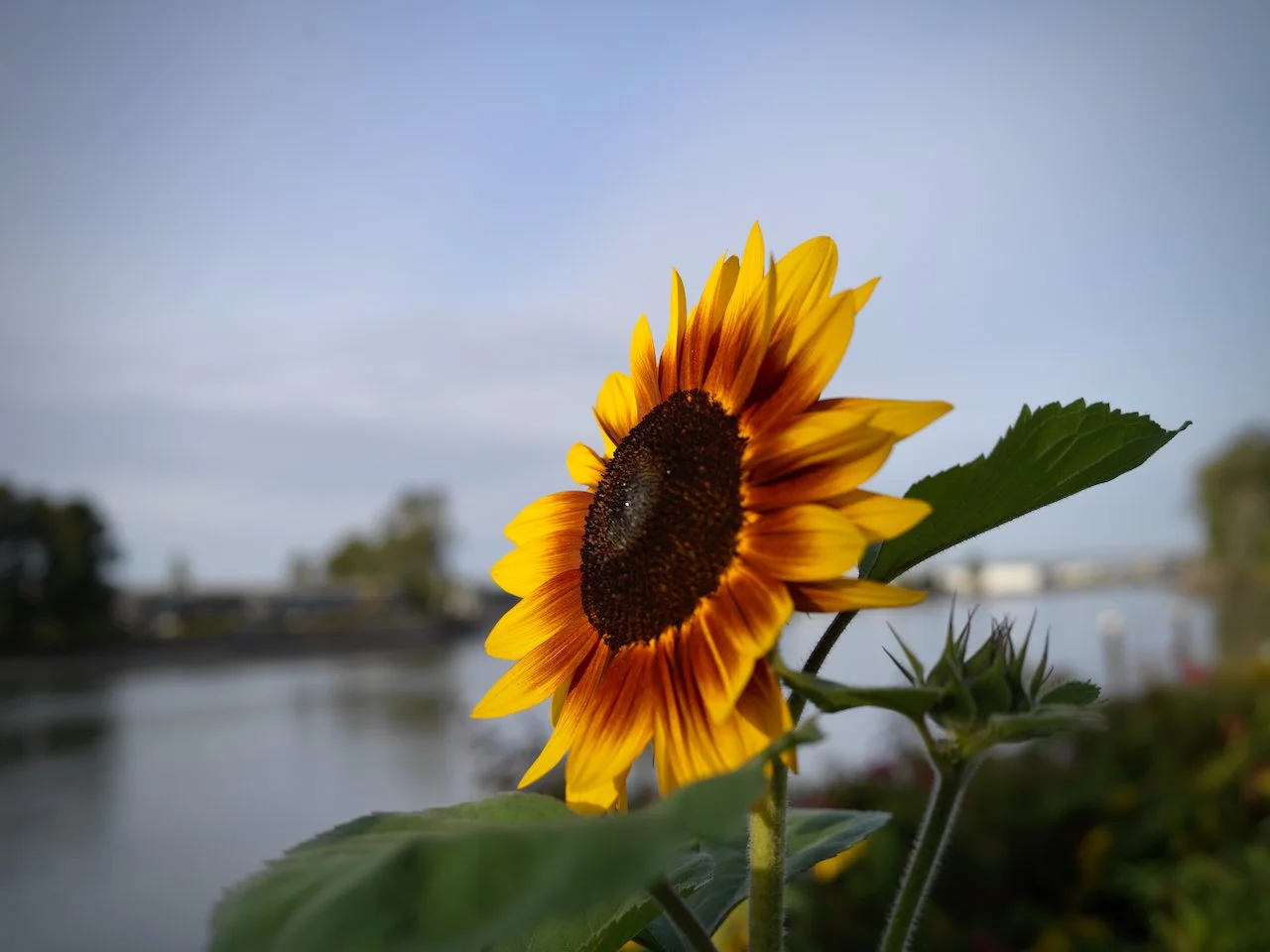 Here comes the Sun
