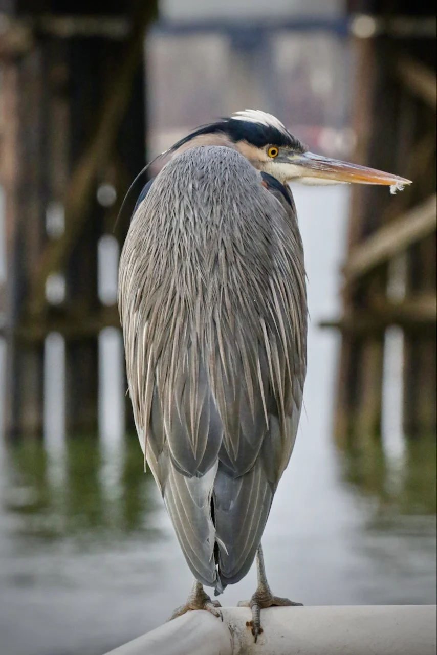 Great Blue Heron.jpeg