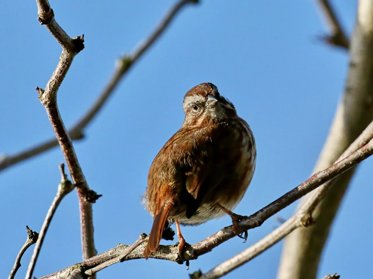 House Sparrow.jpeg