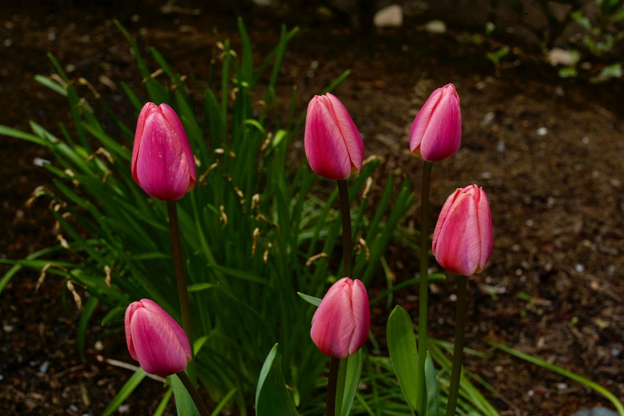 Tulips