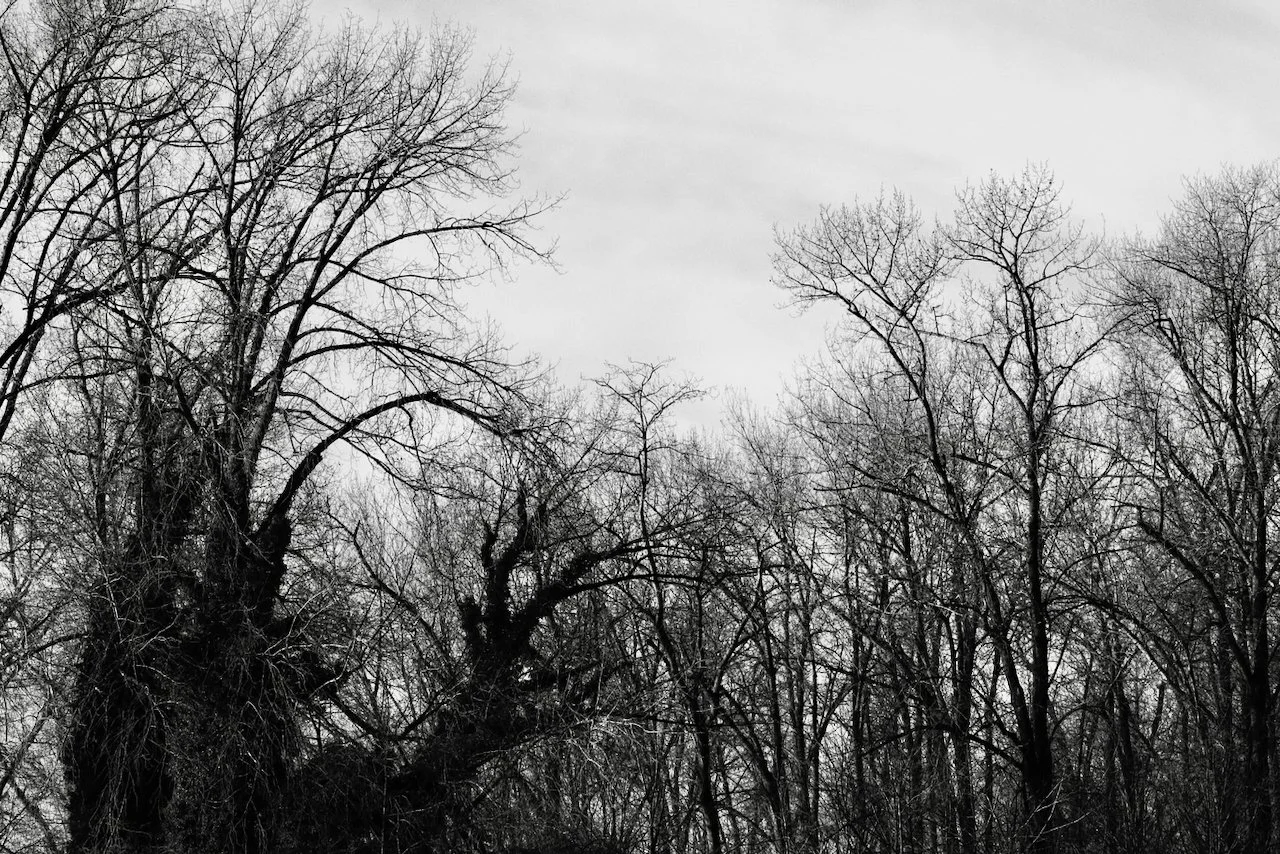 Winter Trees