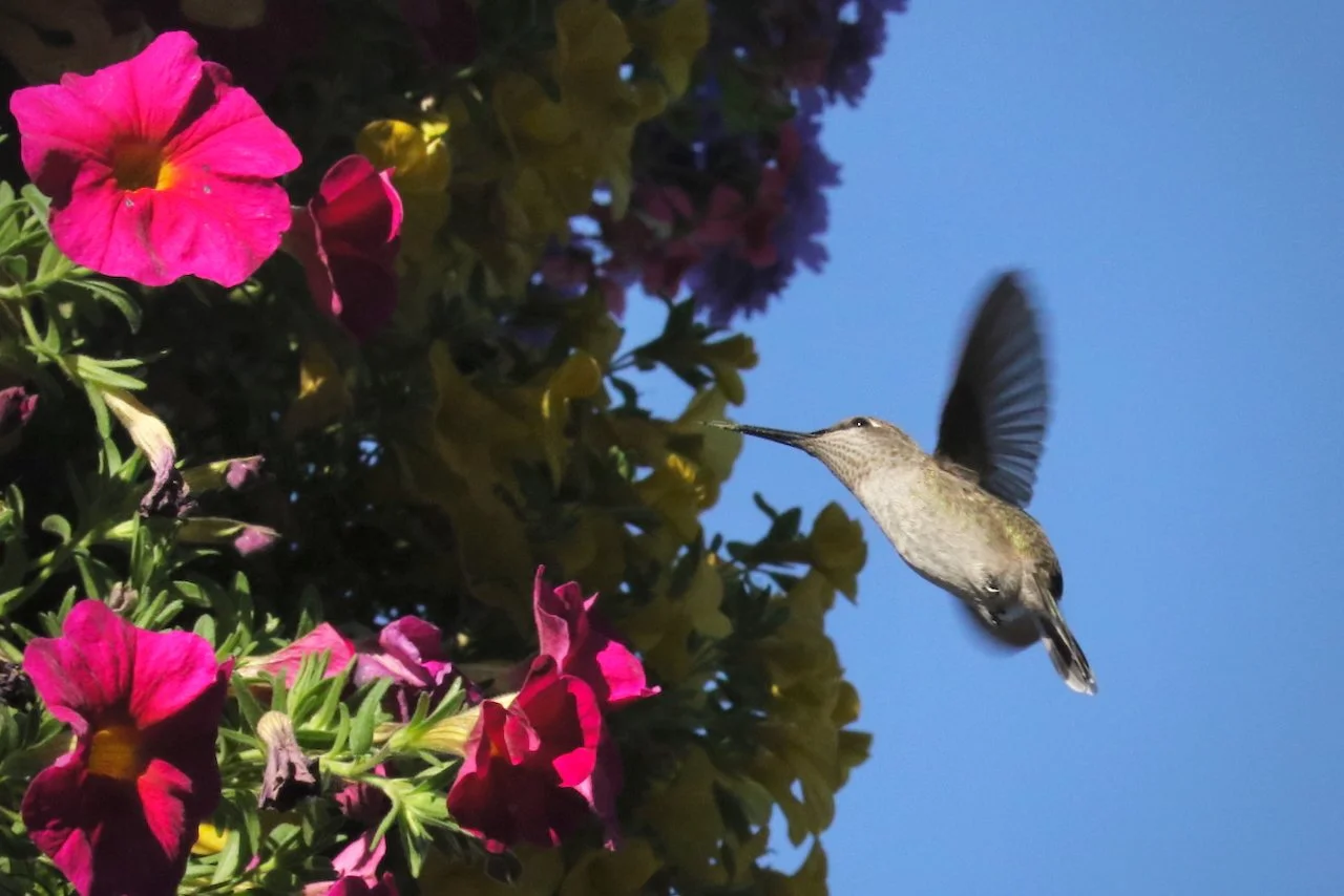 Hummingbird