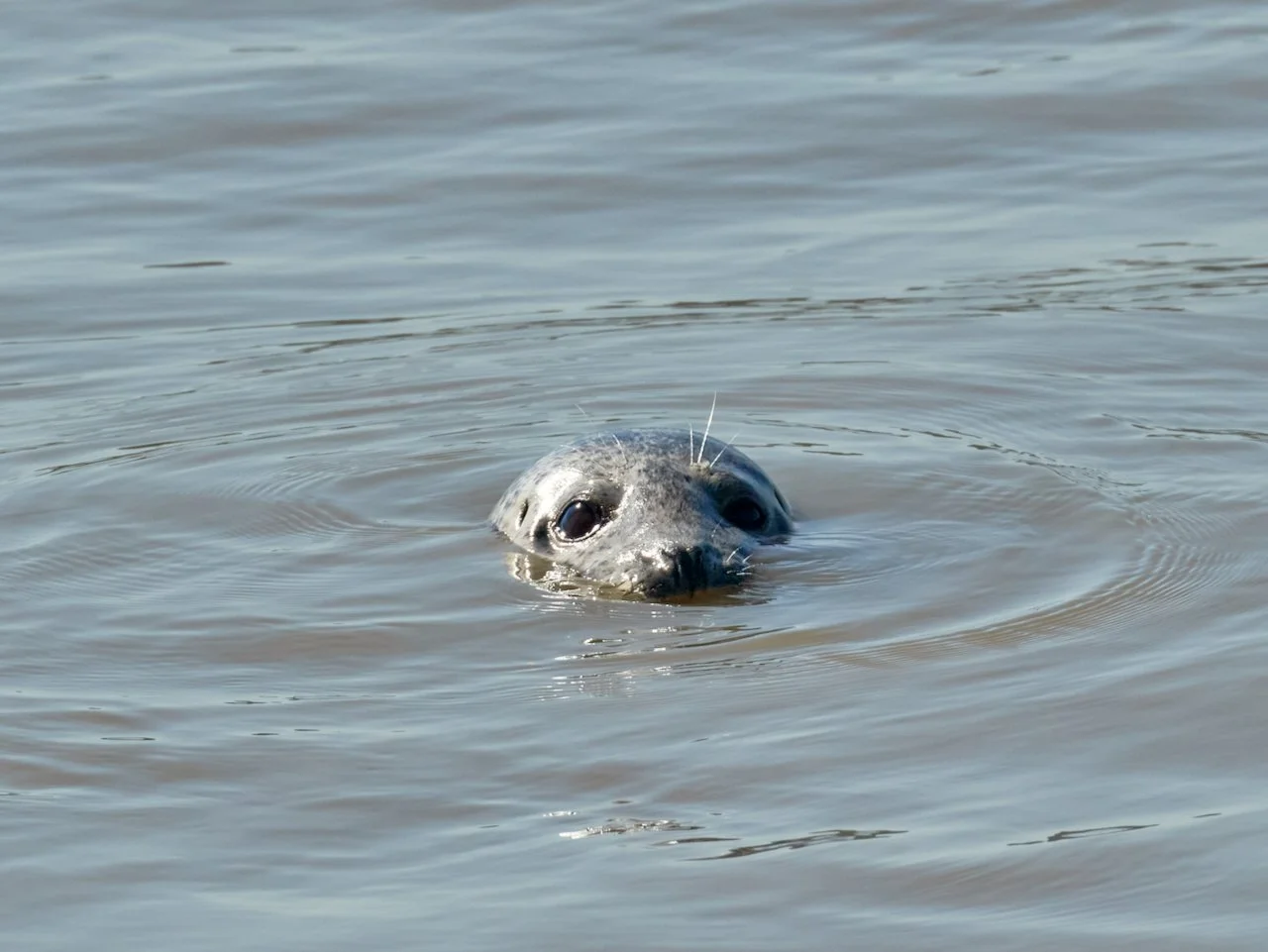 Harbour Seal