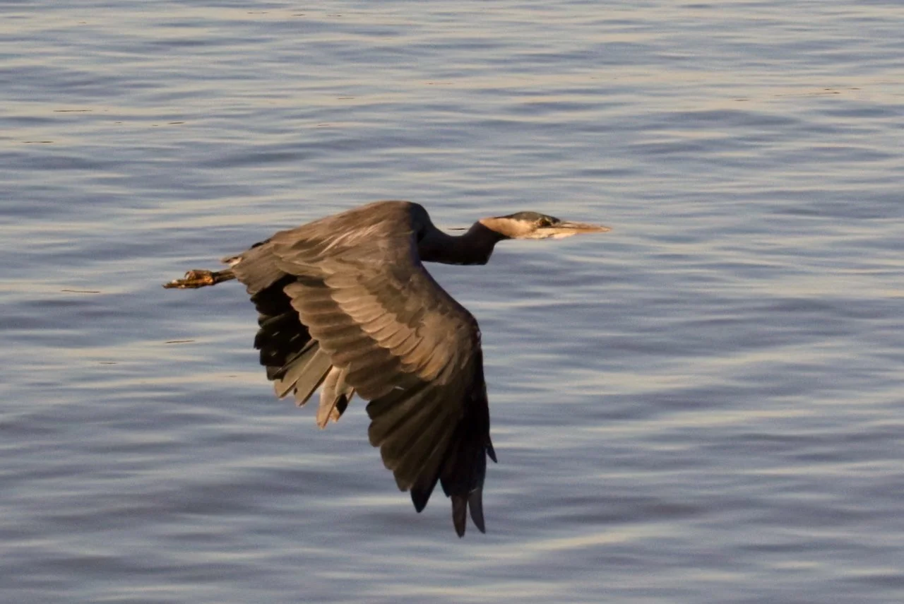 Great Blue Heron