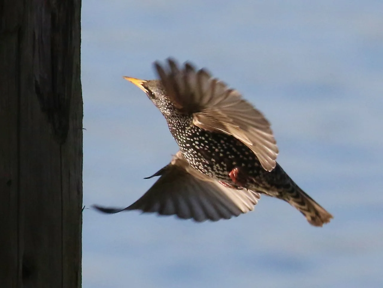 European Starling.jpeg