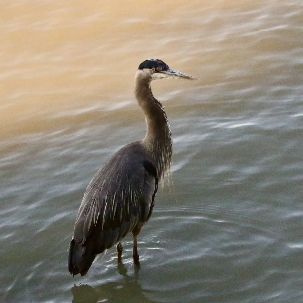 Great Blue Heron