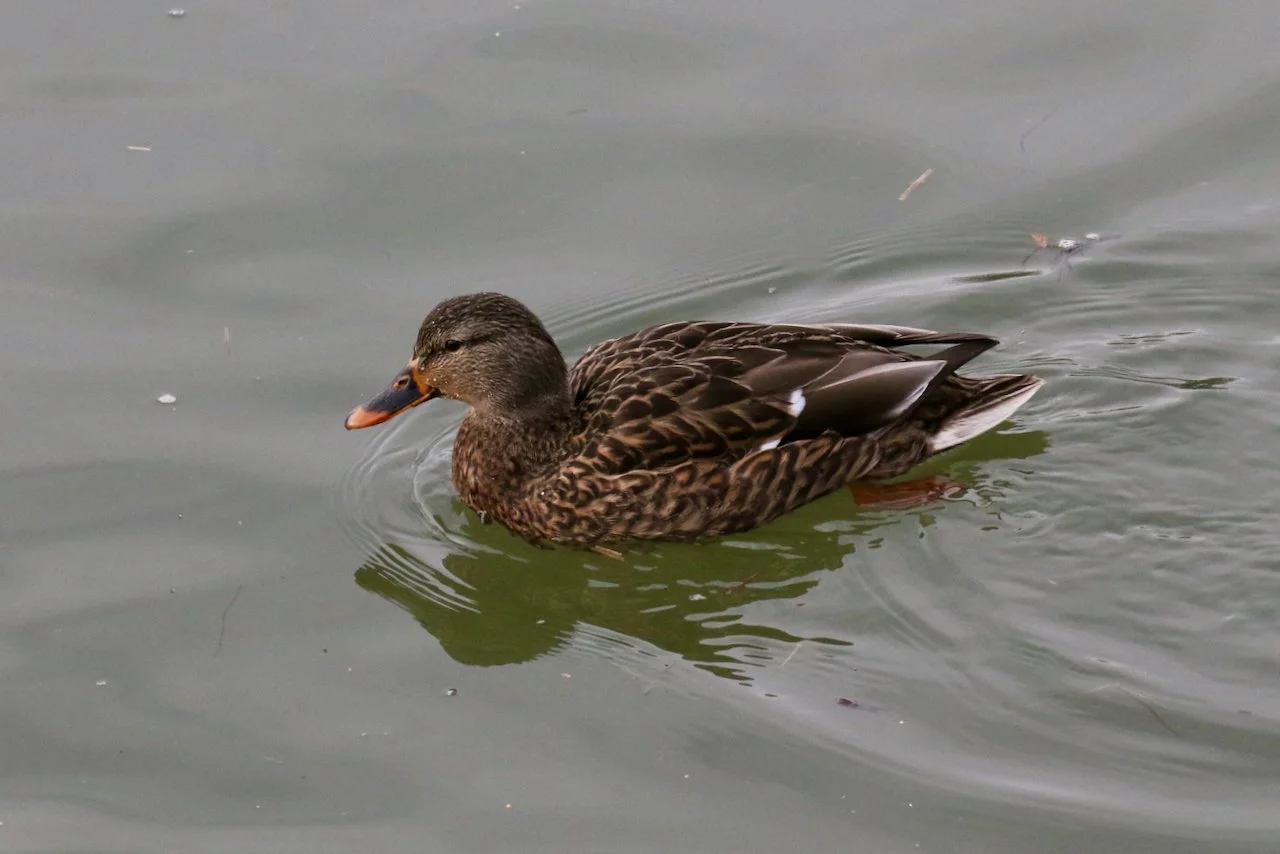 Female Mallard Duck.jpeg