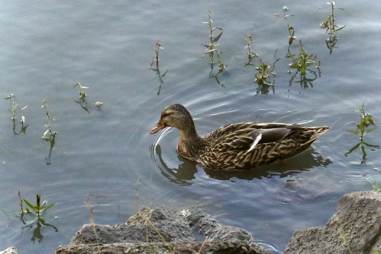 Female Mallard Duck