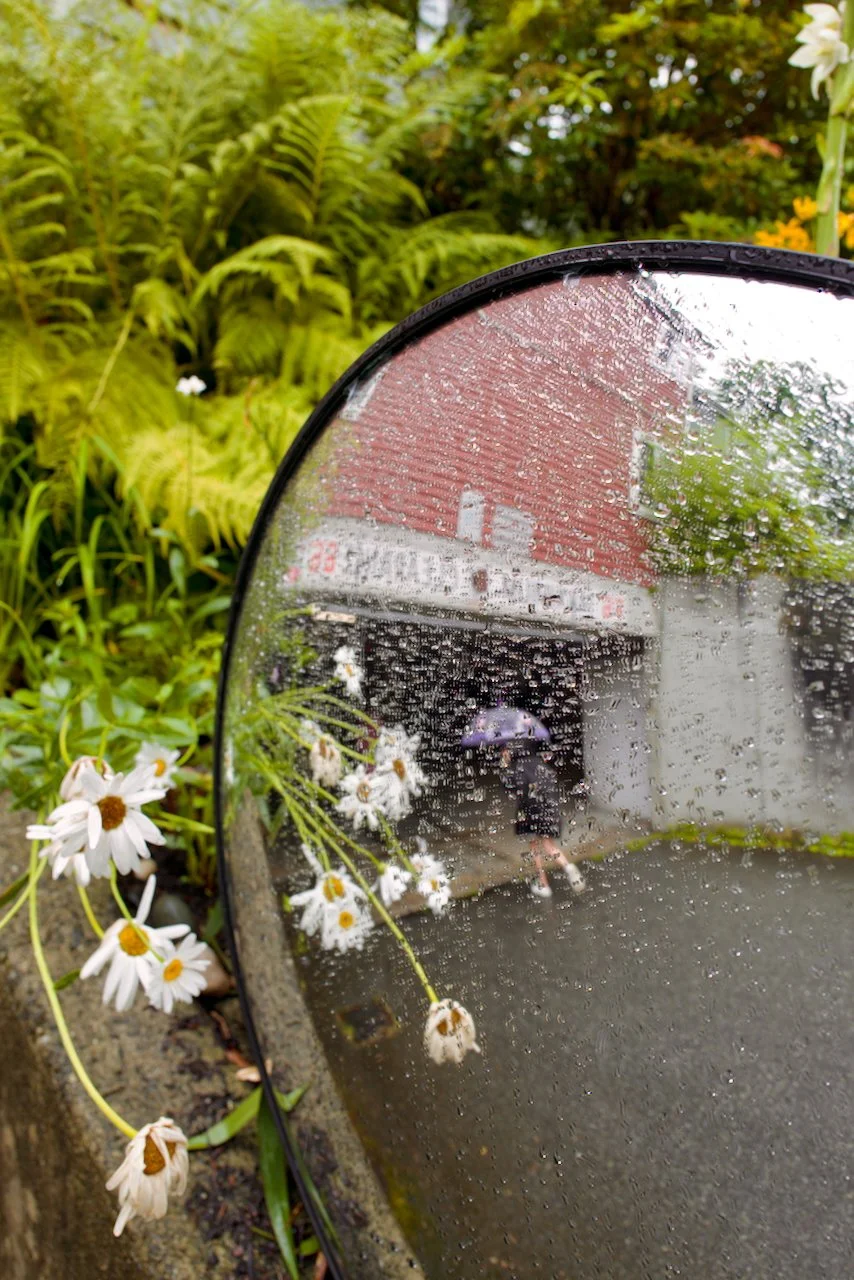 Rainy Daisies