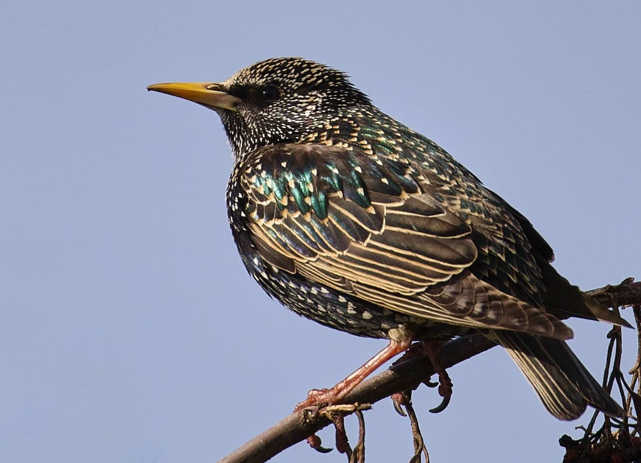 European Starling
