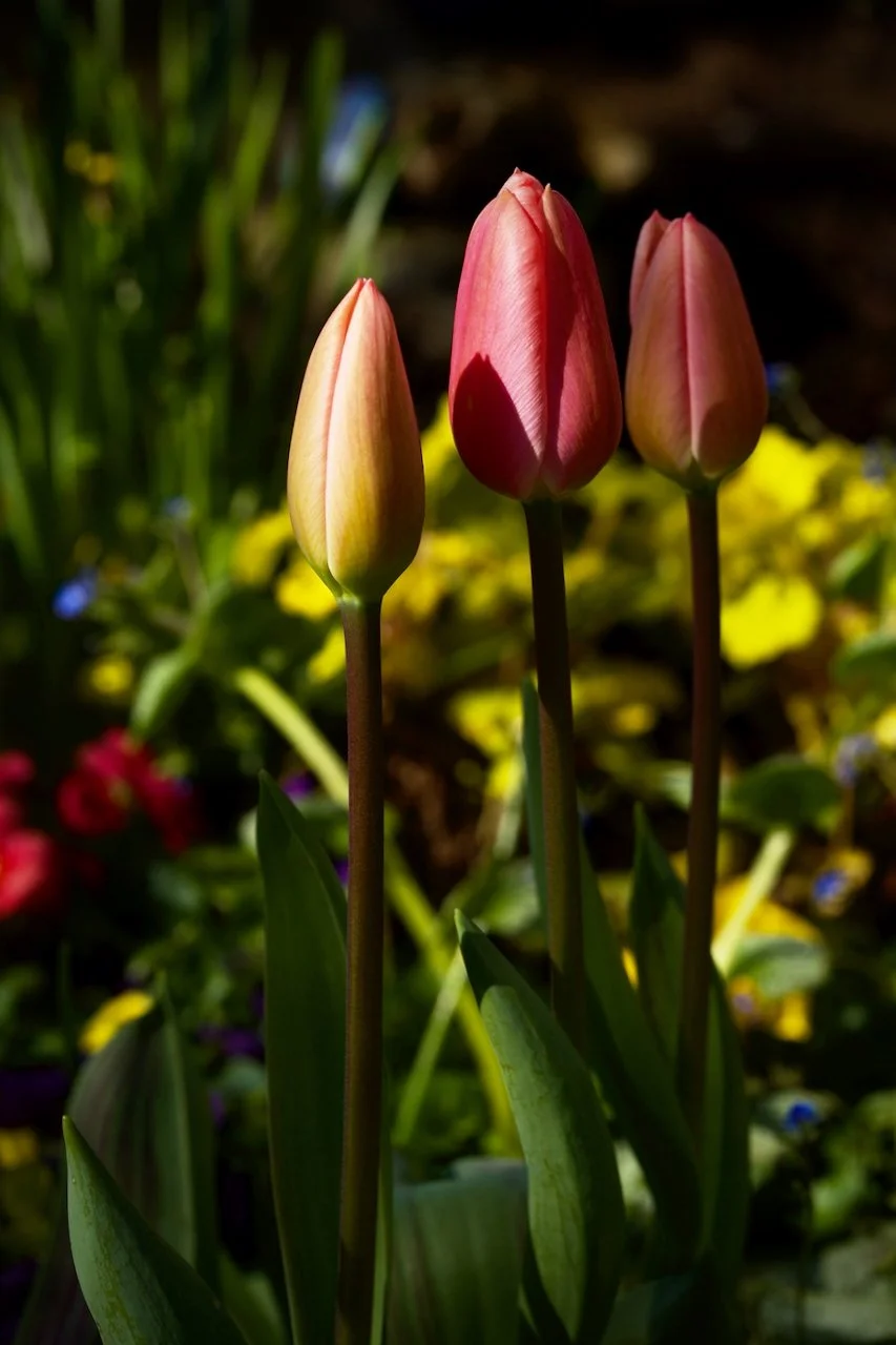 Tulips