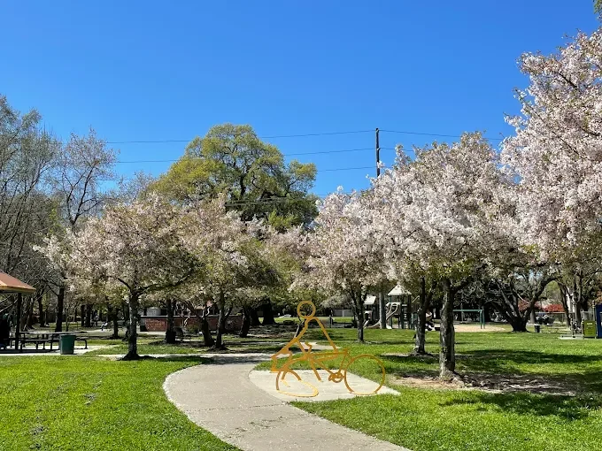 MSSCC at Cherry Blossom Festival