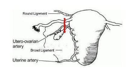 Fallopian Tube &amp; Ovarian Ligaments