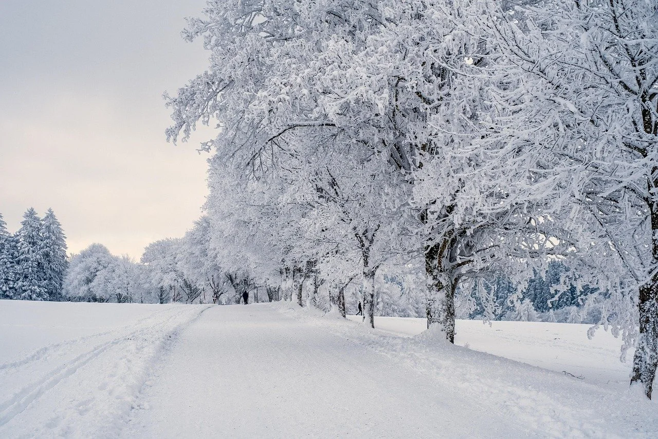 Chemin enneigé bordé d'arbres recouverts de neige, ciel gris en arrière-plan.