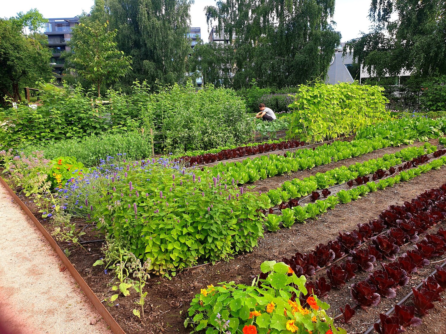 Den spiselige hagen! — Grønn Vekst