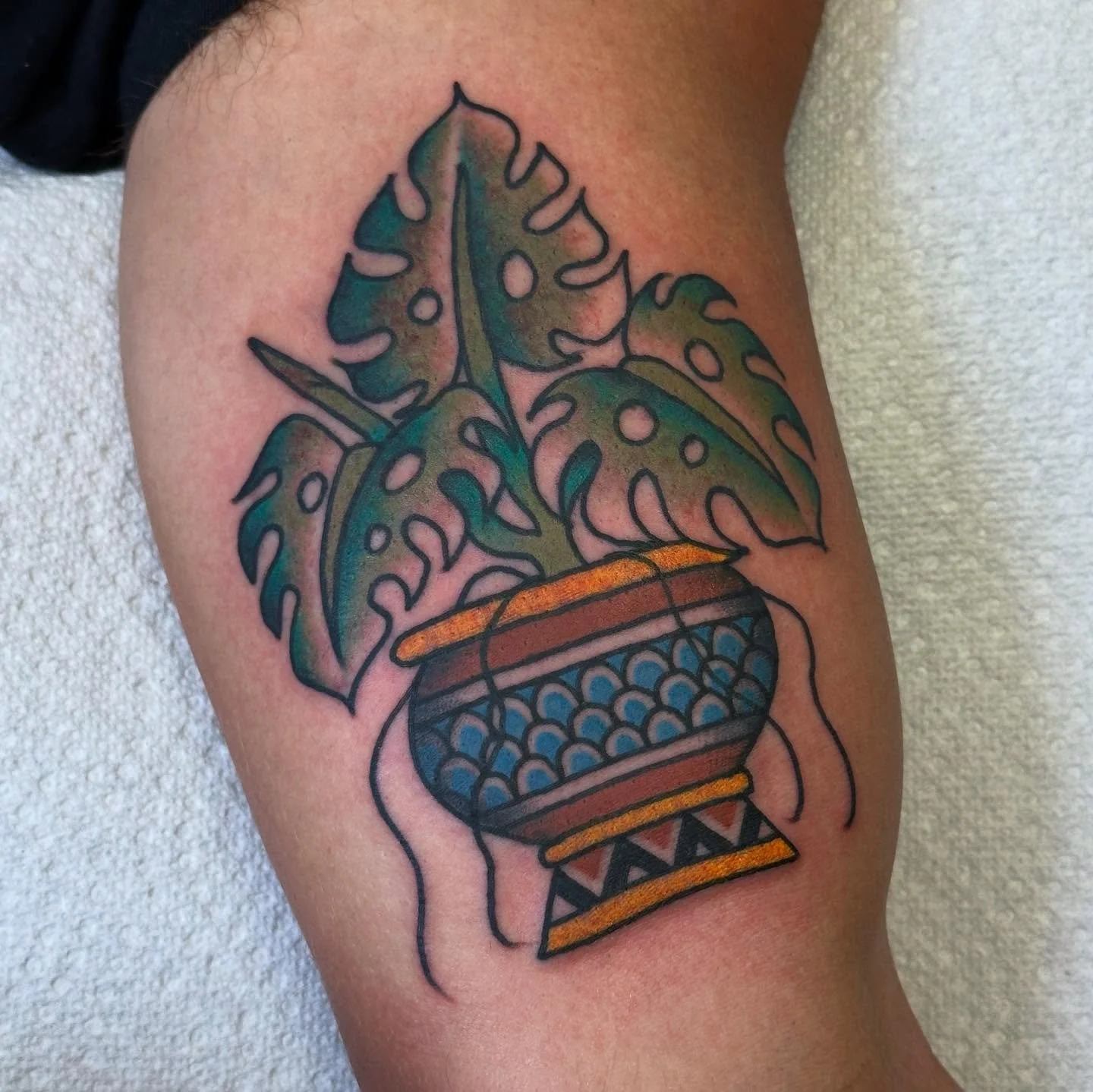 Monstera picked right off the wall, thanks Anderson