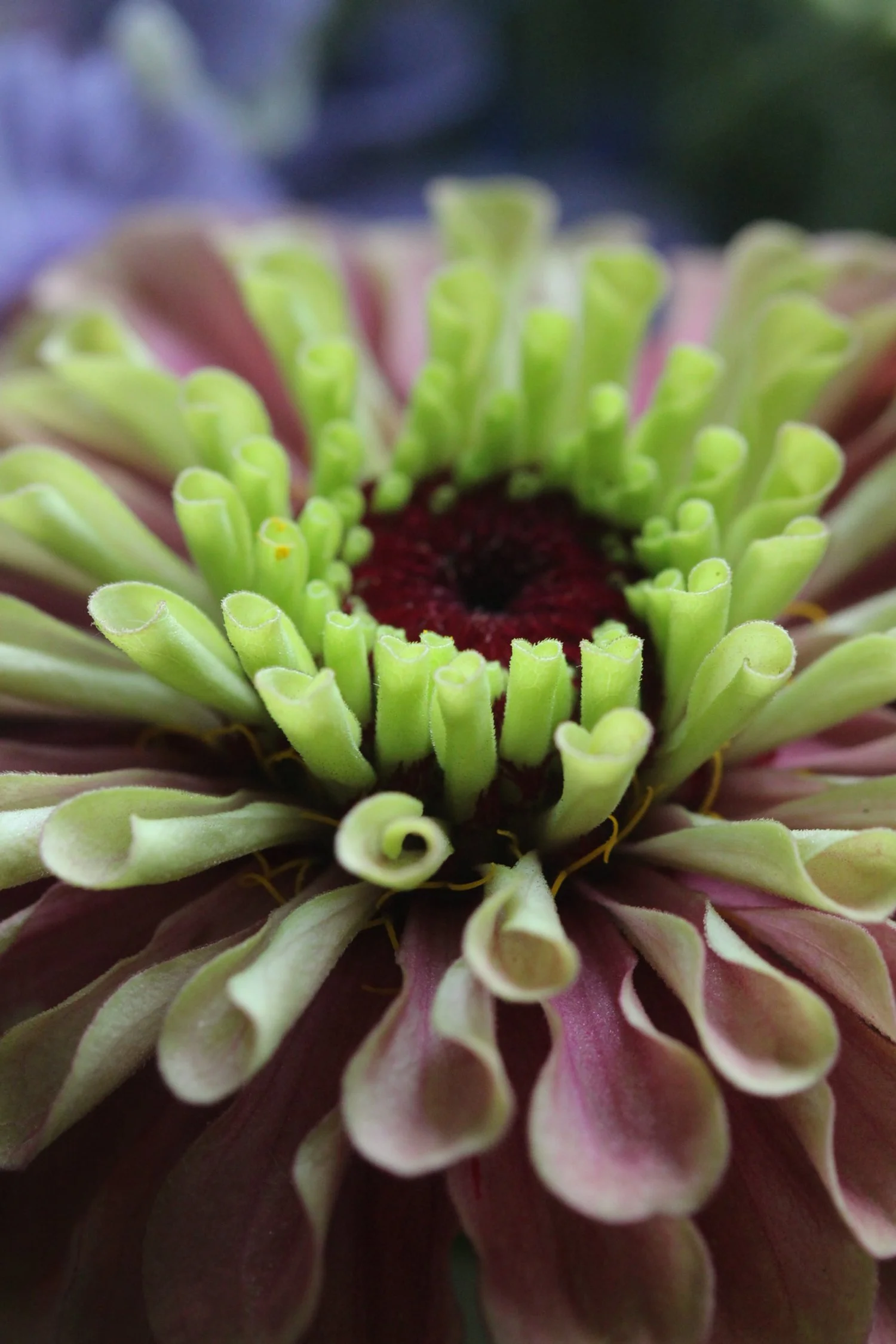 Close-up of a flower with green curled petals around a dark center.