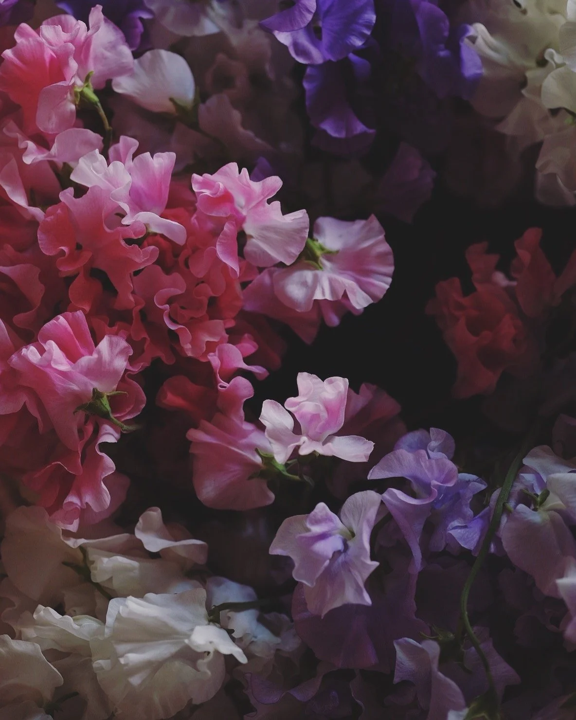 Close-up of pink, purple, and white sweet peas flowers with ruffled petals.