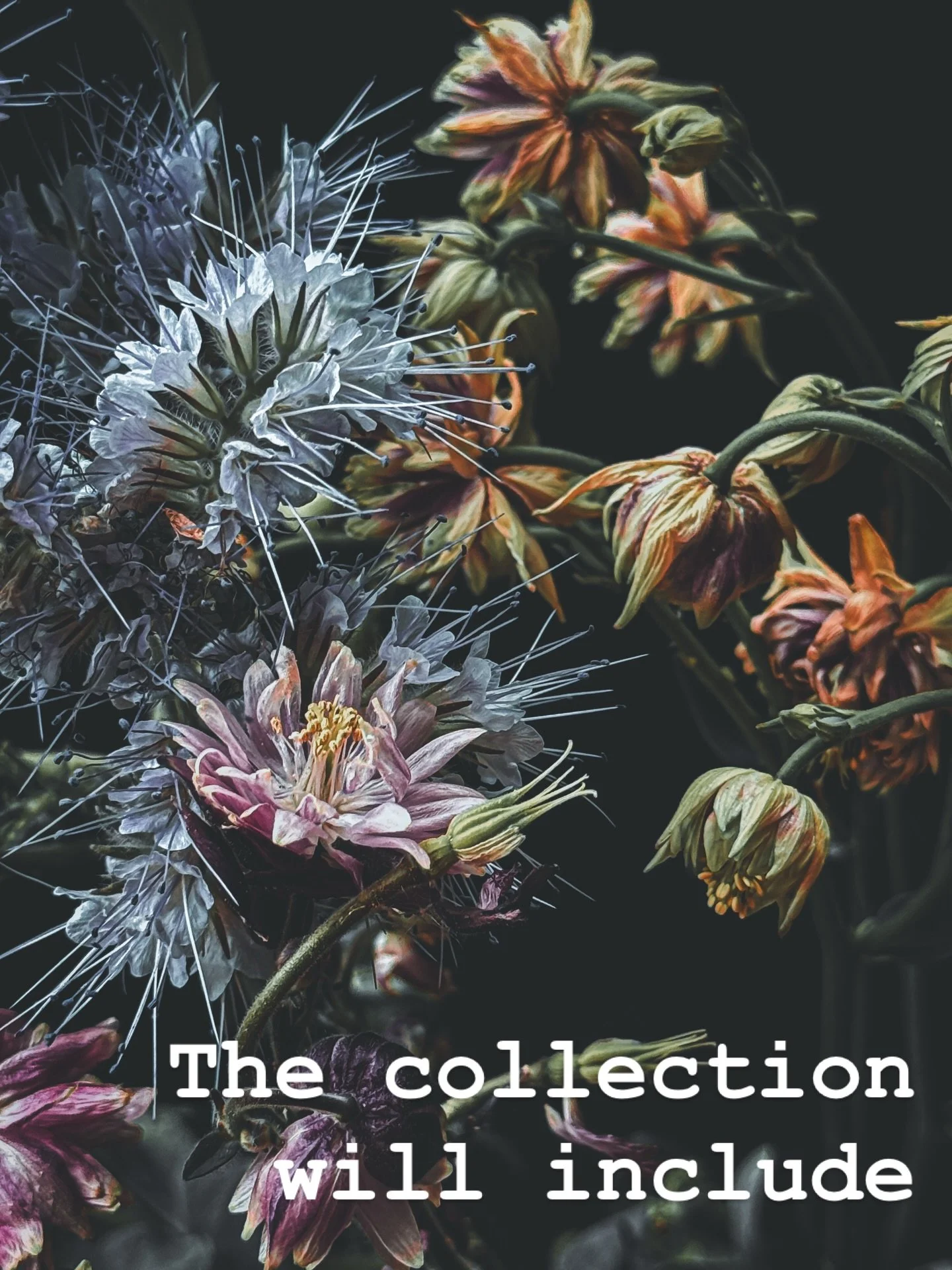 I&rsquo;m so excited to announce that I&rsquo;m finally launching my own limited edition botanical photography prints! Many of you know I&rsquo;ve had a long-held passion for getting up close and personal to flowers with my camera, and I&rsquo;ve alw