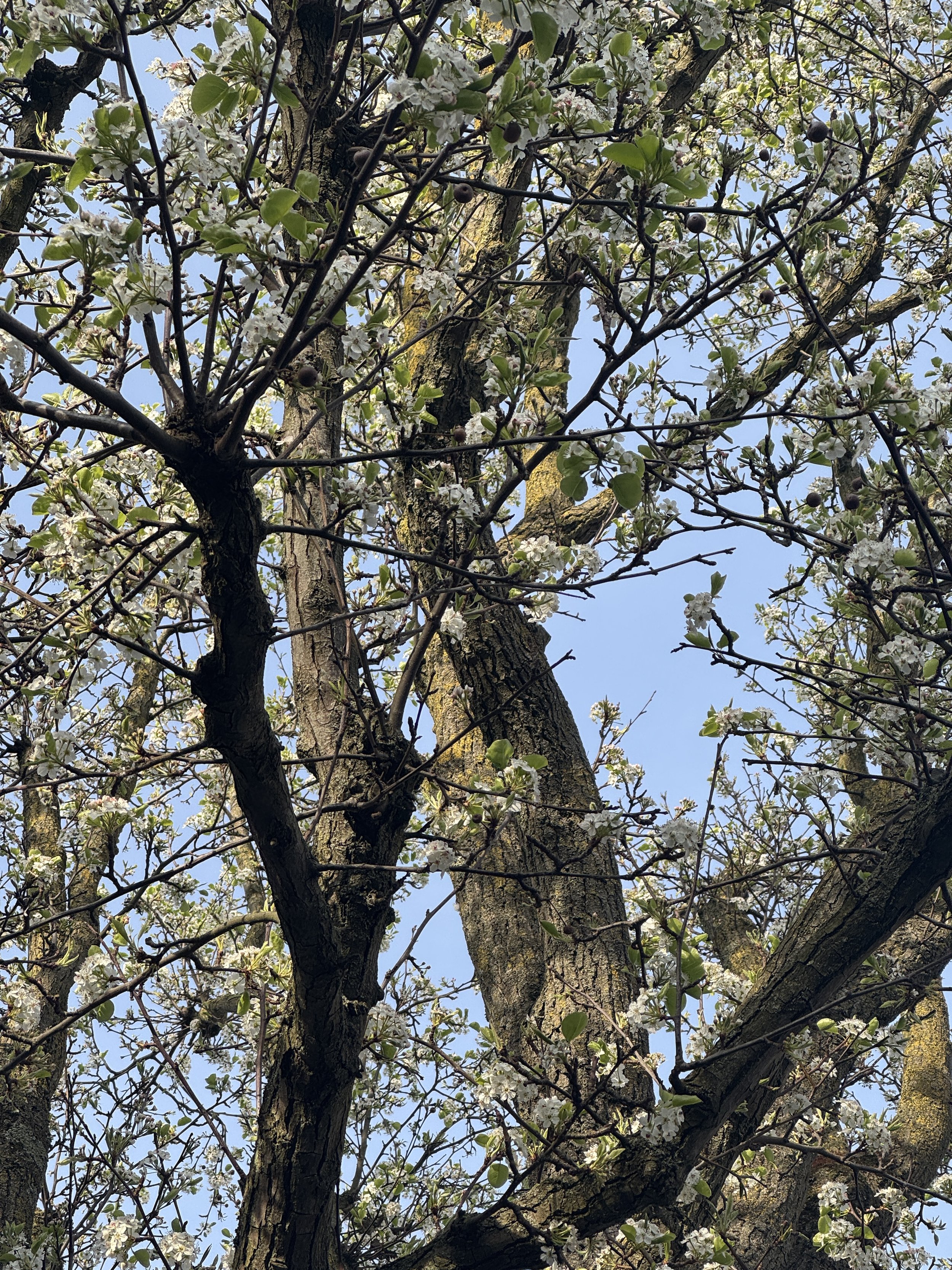 From my little Lane to The Lanes..