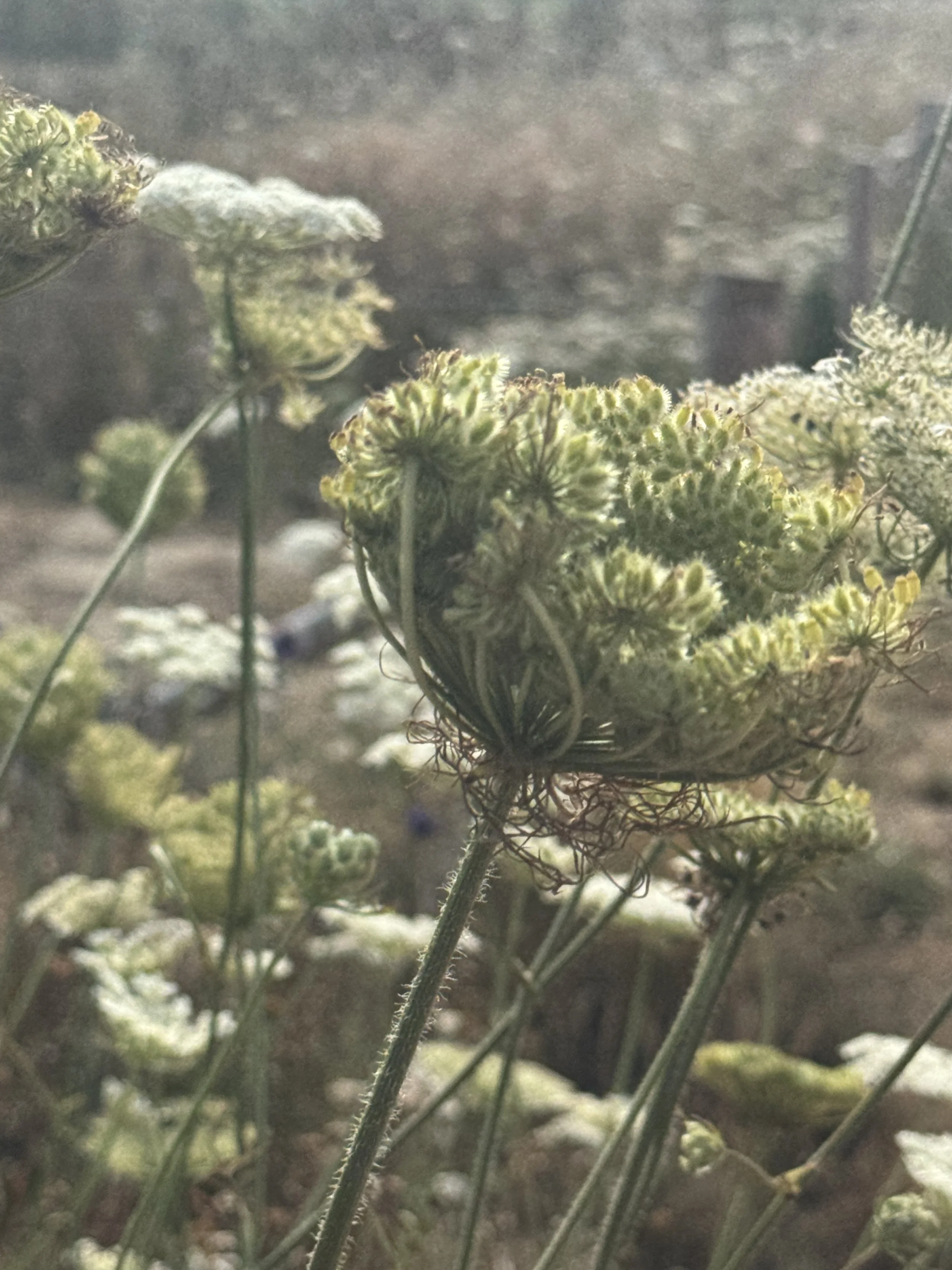 IMG_3001.jpeg