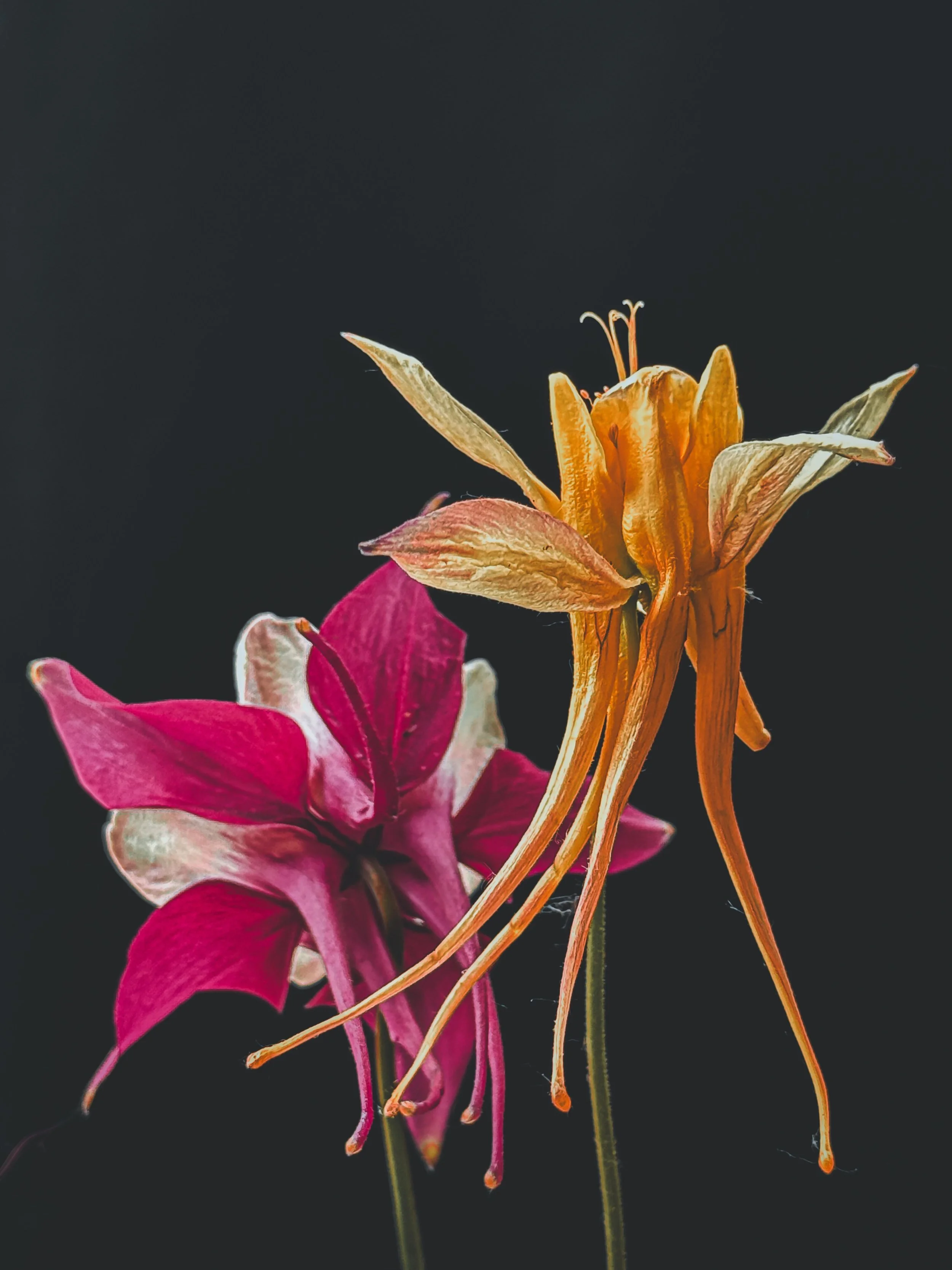 Dancing Queens! Aquilegia May 2025.jpeg