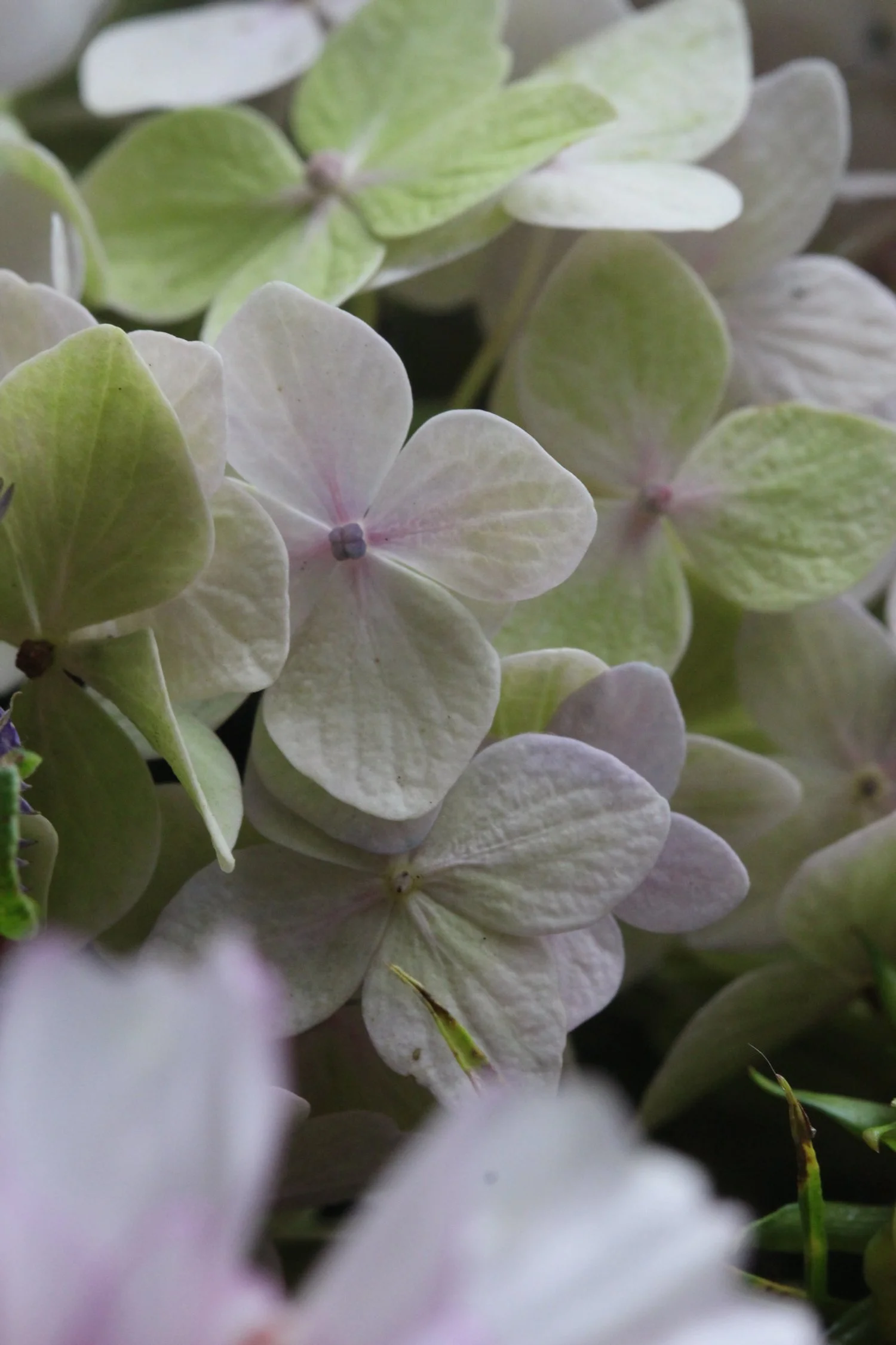 Close-up of pale green and white hydrangea flowers.