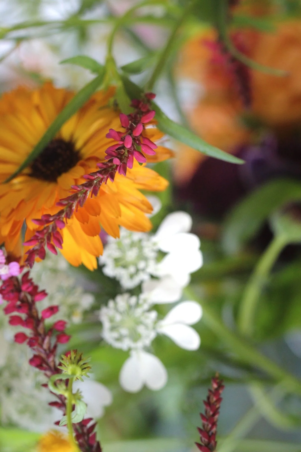 Close-up of colorful wildflowers, including an orange sunflower, pink, white, and yellow flowers, with green leaves in the background.